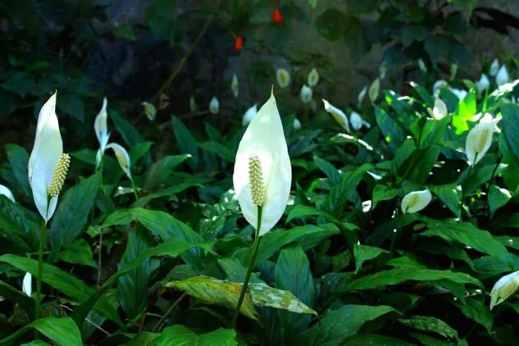 How Long Do Peace Lily Flowers Last