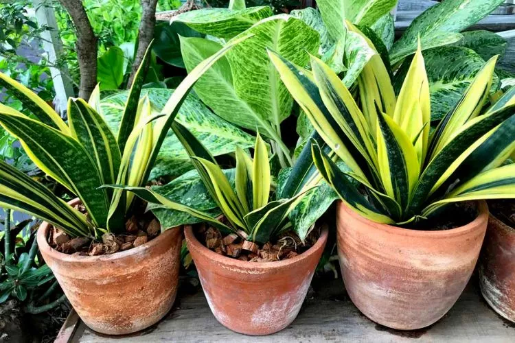 How Much Humidity Does a Snake Plant Need