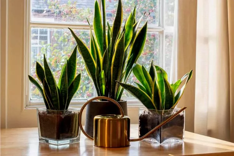 How does high humidity affect a snake plant