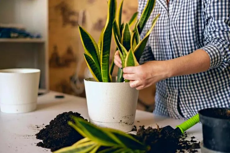 How does low humidity affect a snake plant