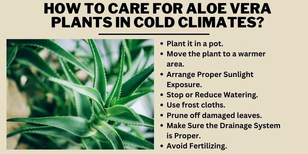 How to care for aloe vera plants in cold climates