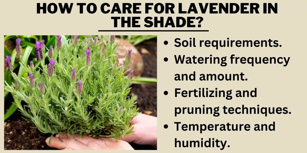 How to care for lavender in the shade