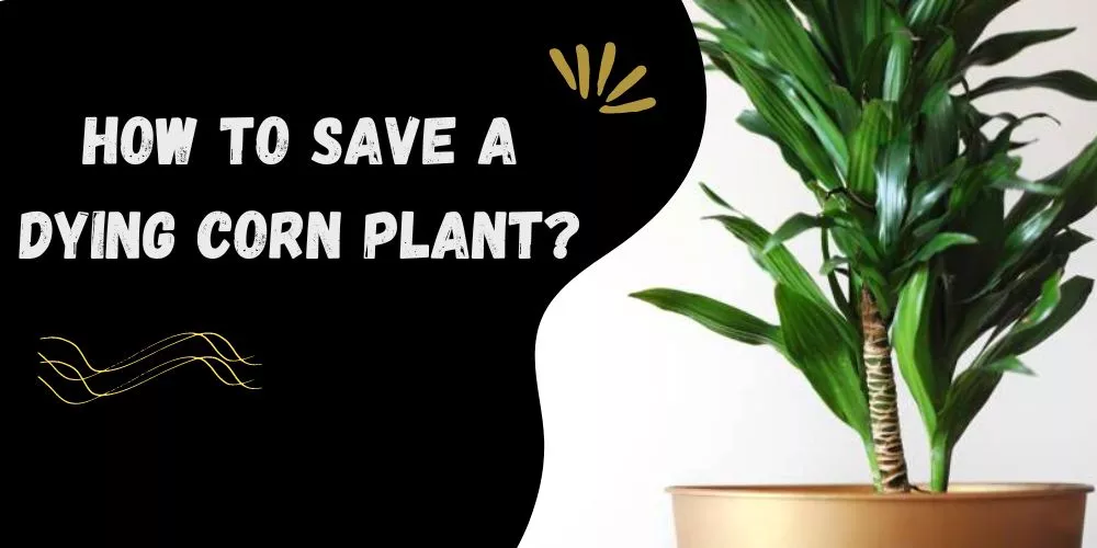 How to save a dying corn plant