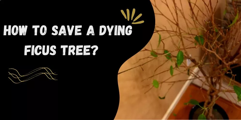 How to save a dying ficus tree