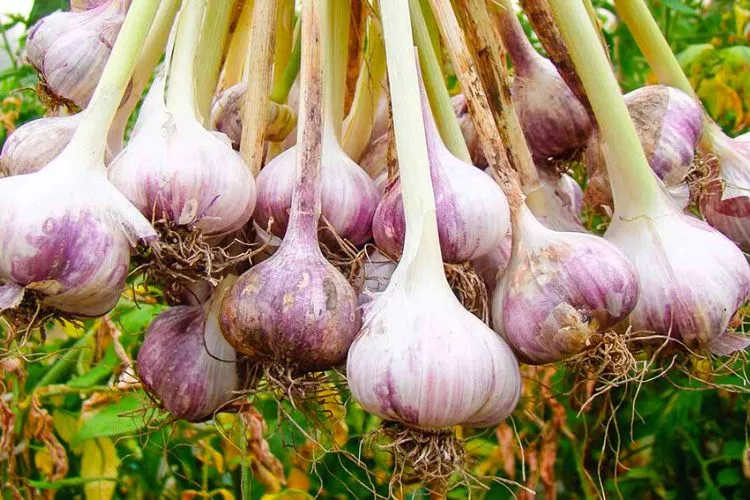 Is garlic a vegetable