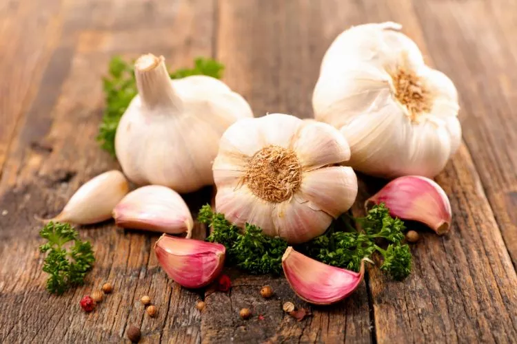 Is garlic vegetable or herb