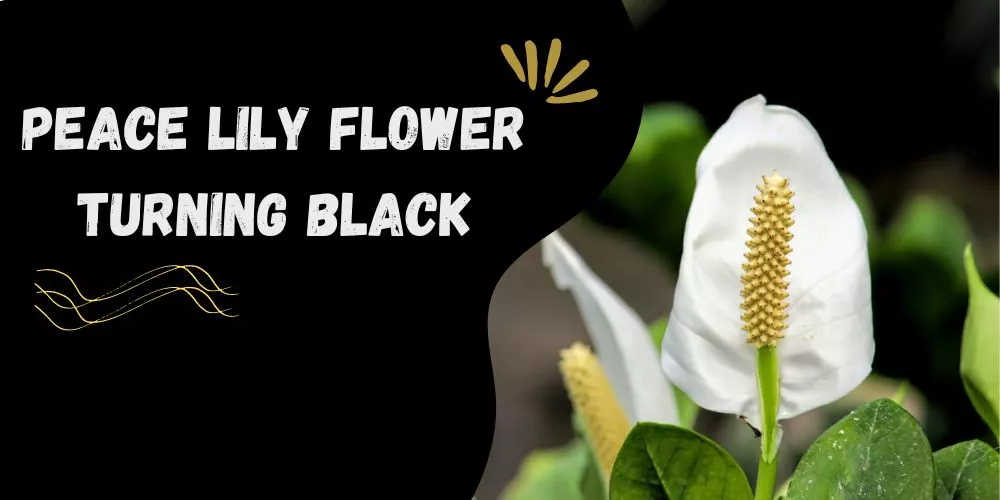 Peace lily flower turning black