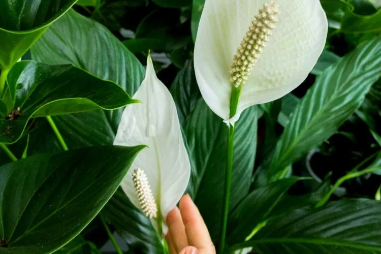 Peace lily flower turning black