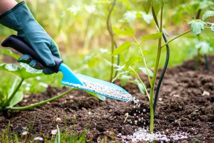 Proper watering and fertilization techniques