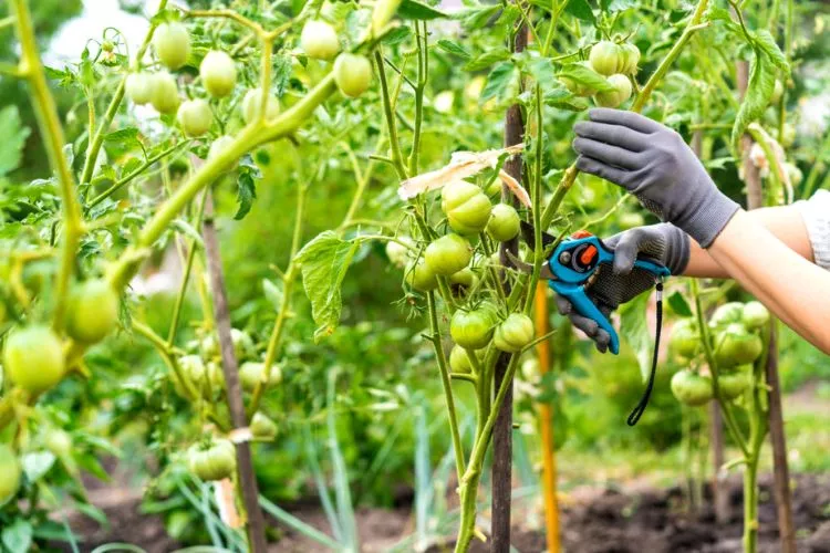 Pruning and staking