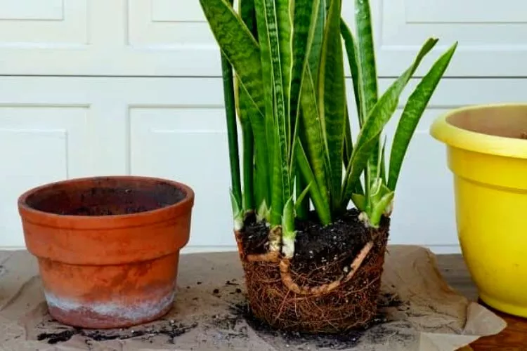 Do Snake Plants Like Humidity?