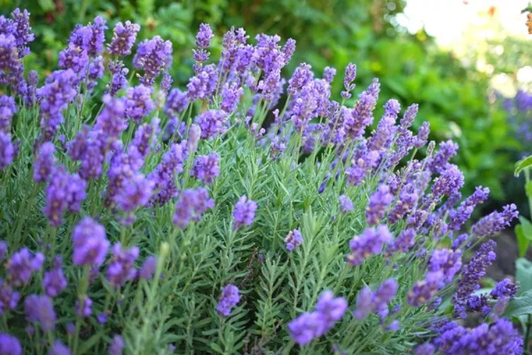 Spanish lavender (Lavandula x intermedia)