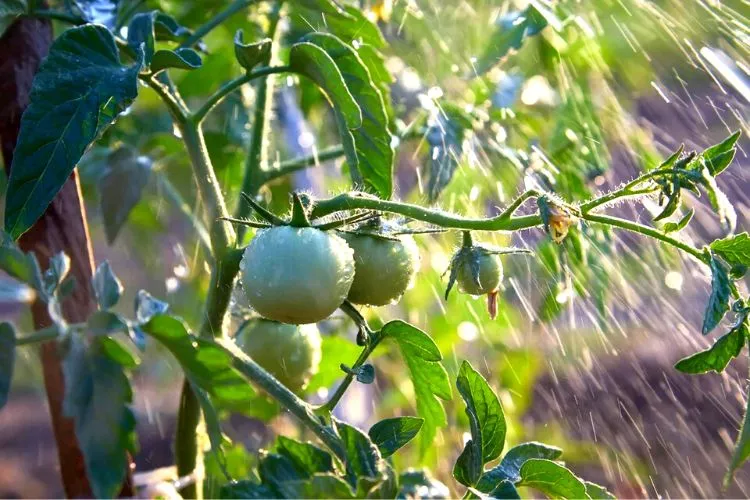 Watering and humidity