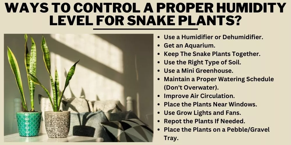 Ways to Control a Proper Humidity Level for Snake Plants