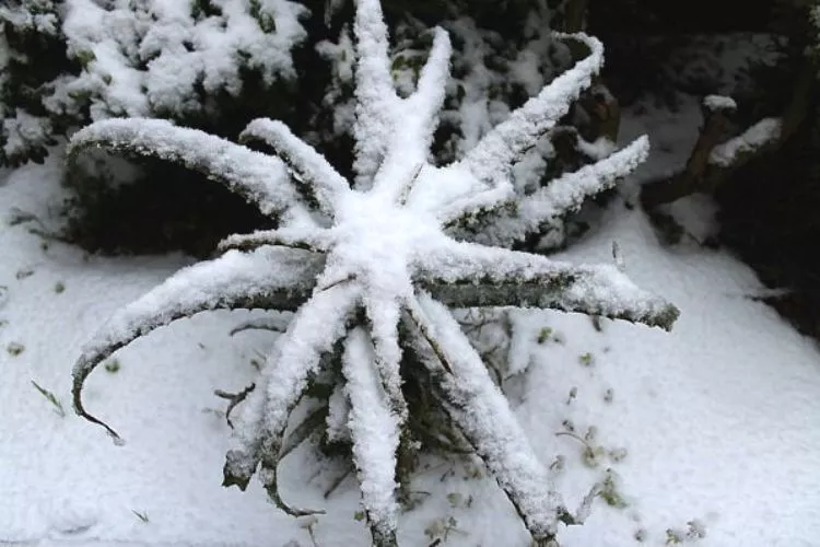 What temperature is too cold for an aloe vera plant