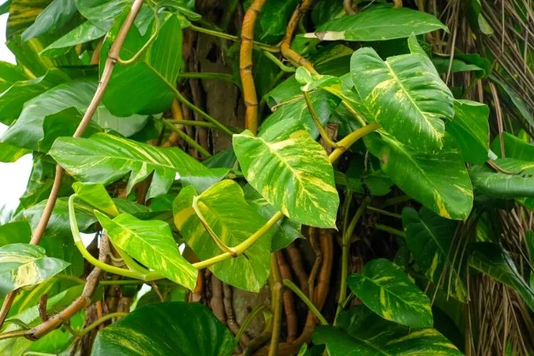 Advantages & Disadvantages of Growing Pothos Outside