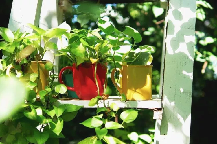 Can Pothos Live Outside in Summer