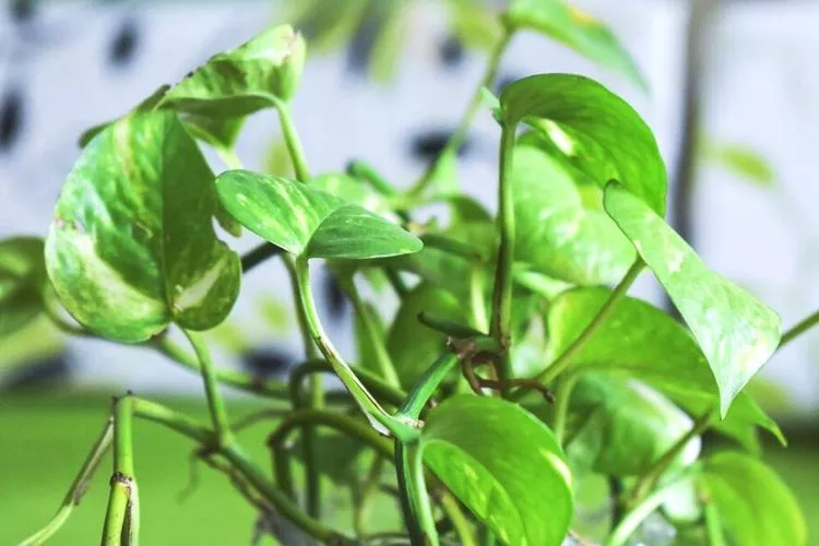 Can Pothos Live Outside in Winter