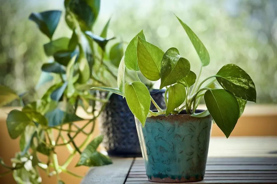 Can pothos live outside