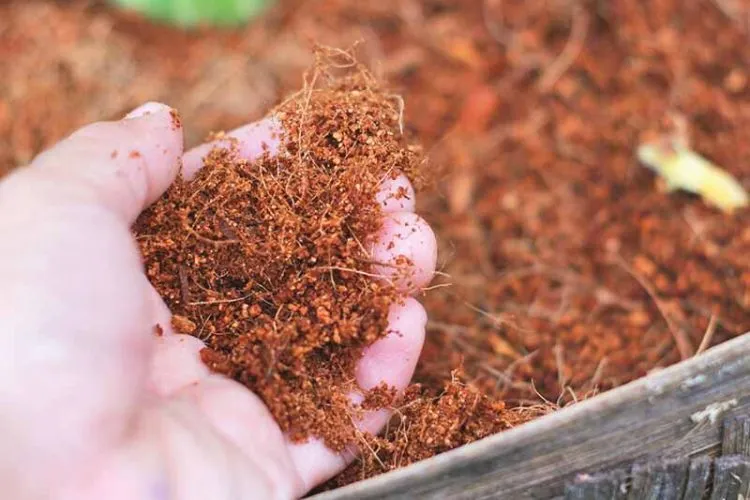 Coconut coir with vermiculite