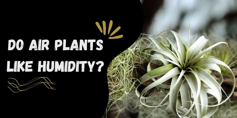 Do Air Plants Like Humidity