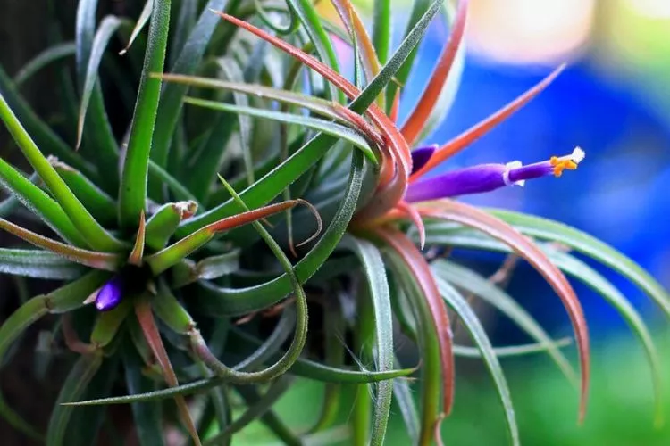 Do Air Plants Like Humidity