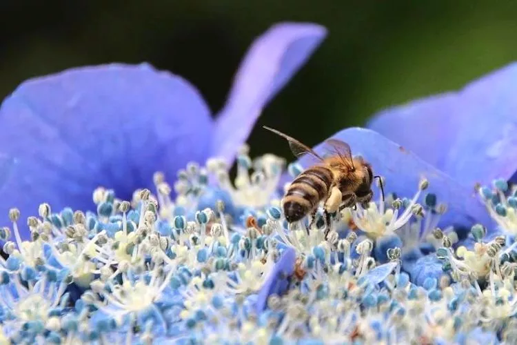 Do hydrangeas attract bees and wasps