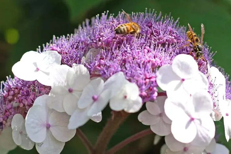 Do hydrangeas attract bees