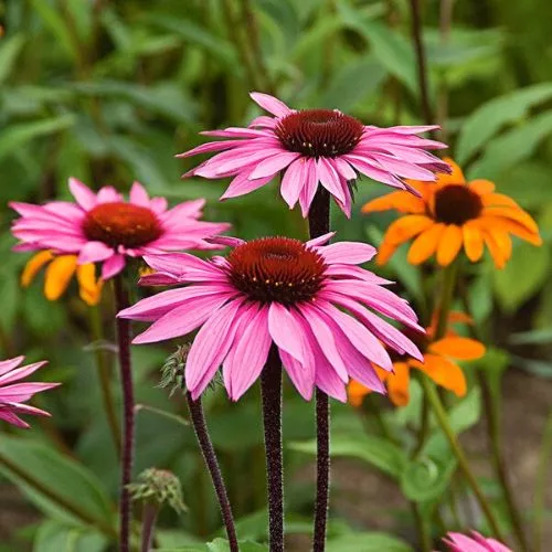 Echinacea