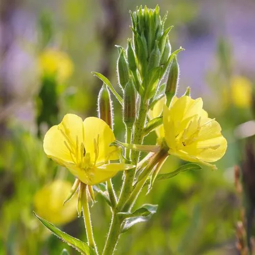 Evening Primrose