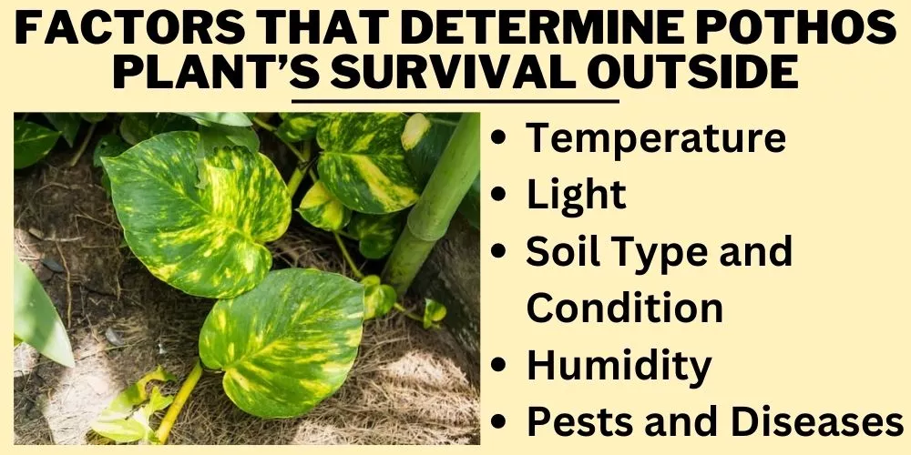 Factors that Determine Pothos Plant’s Survival Outside