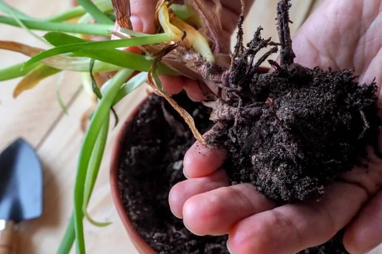 Fixing Rotting roots