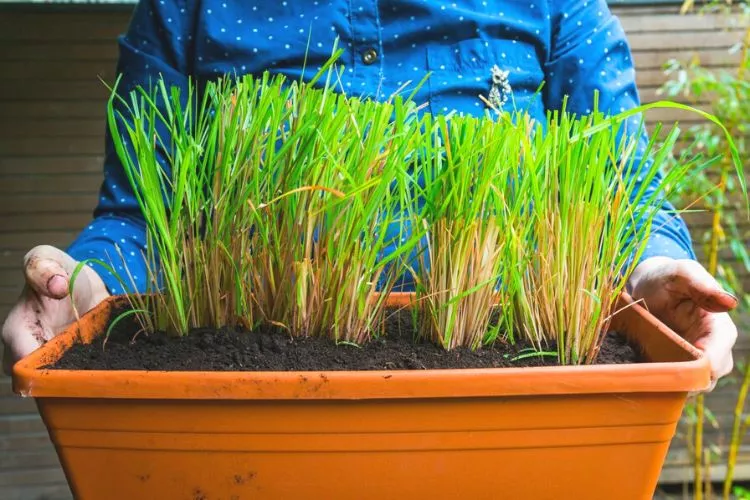 Growth of Lemon Grass