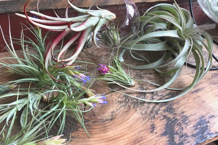 How do I know if my air plant is happy