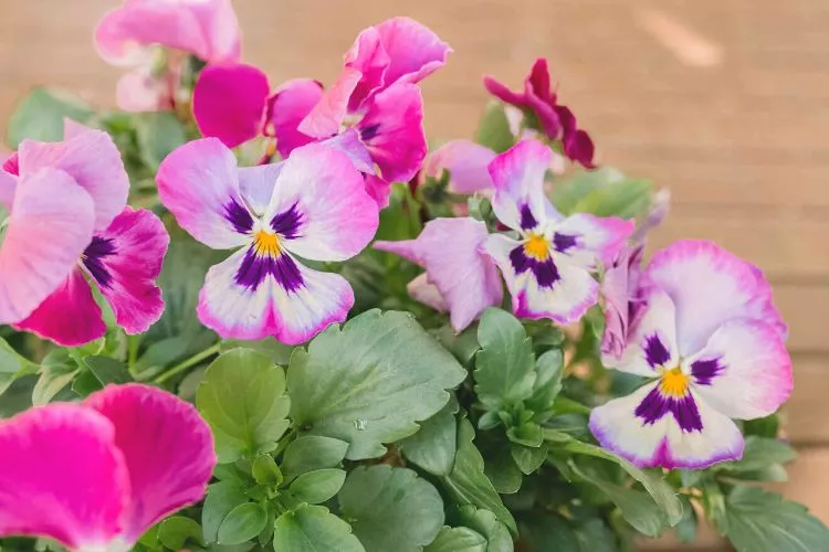 How often do you water a fully grown pansy plant