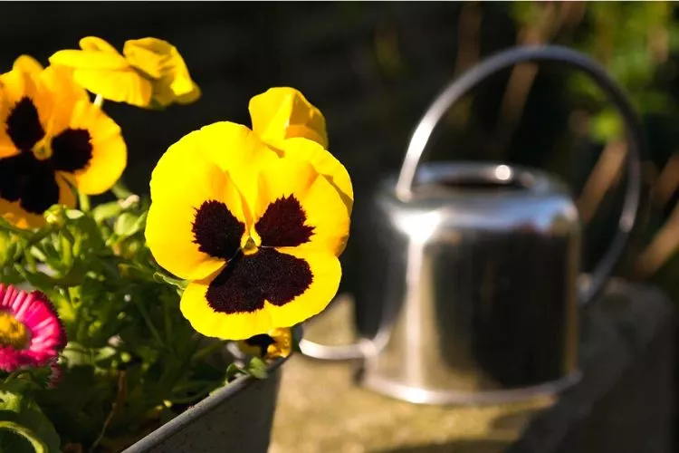 How often do you water pansies seedlings