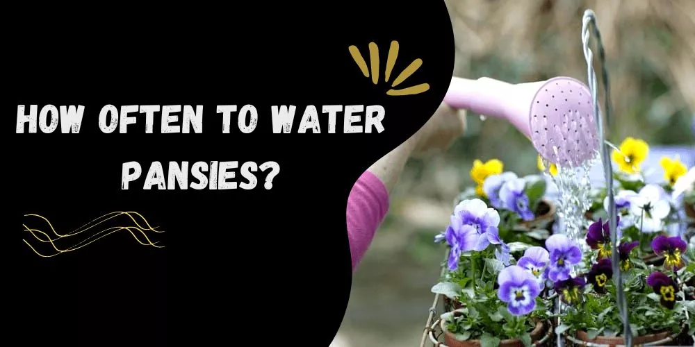 How often to water pansies