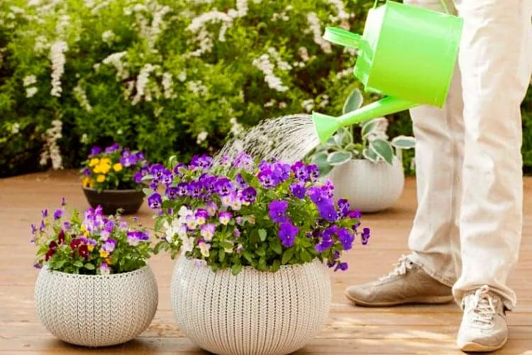 How often to water pansies in different situations