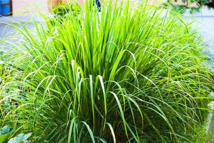 How tall does lemongrass grow