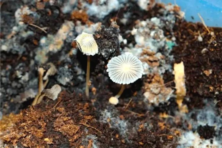 How to Reduce The Salt Levels In Mushroom Compost