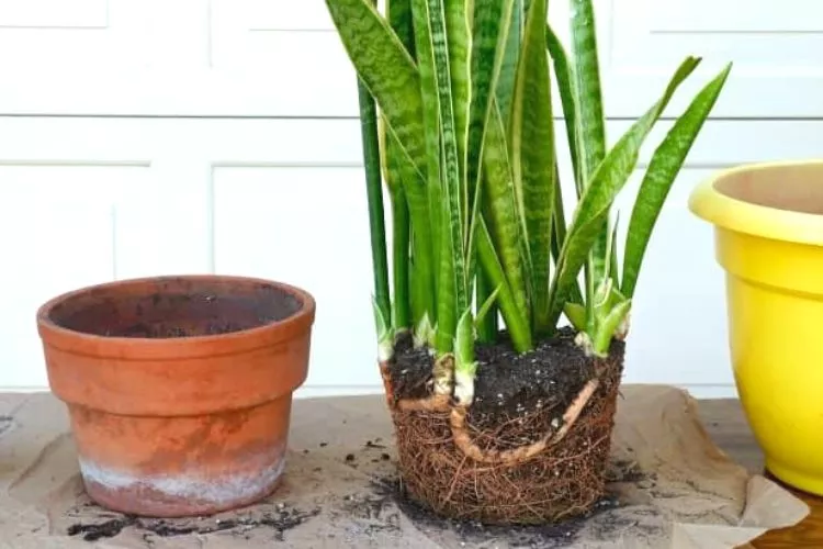 How to identify when a snake plant needs to be repotted