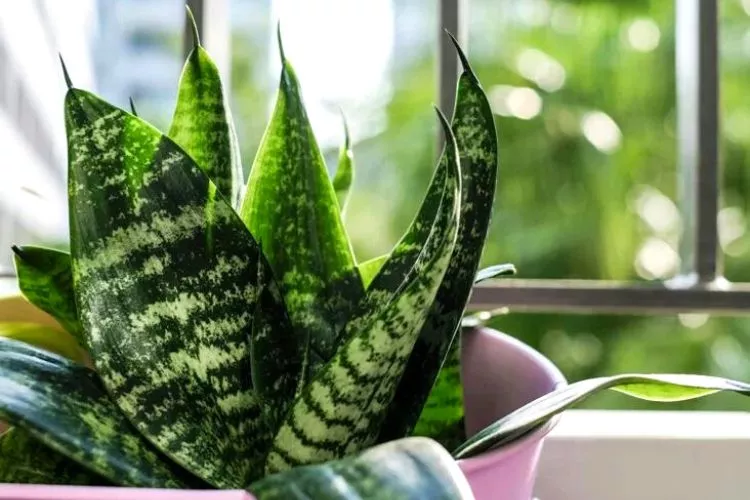 How to make snake plants grow tall