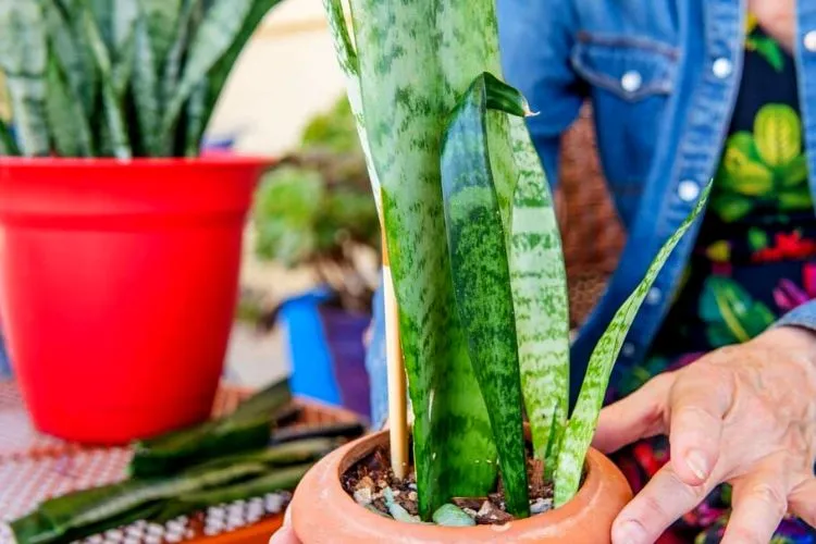 How to propagate snake plants from cuttings