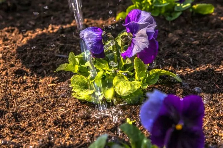 How to properly water pansies
