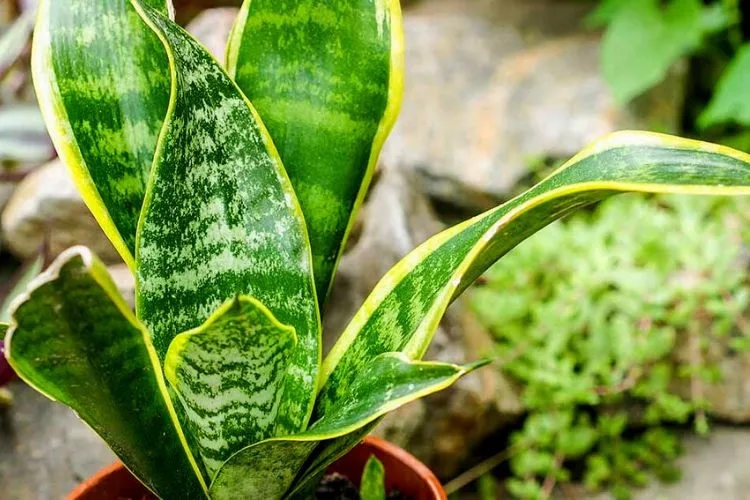 How to protect snake plants from extreme temperatures