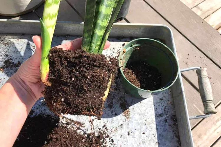 How to repot a snake plant to encourage growth