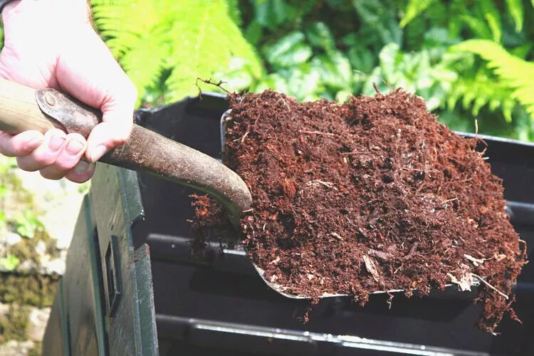 Negative effects of mushroom compost