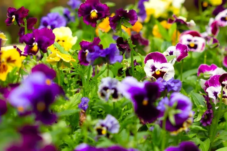 Pansy variety, spacing and size