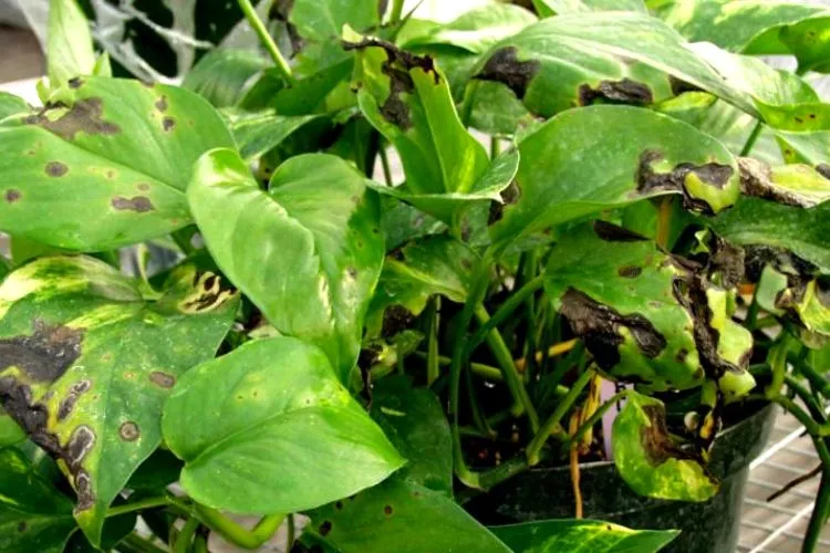 Pothos plant Pests and Diseases