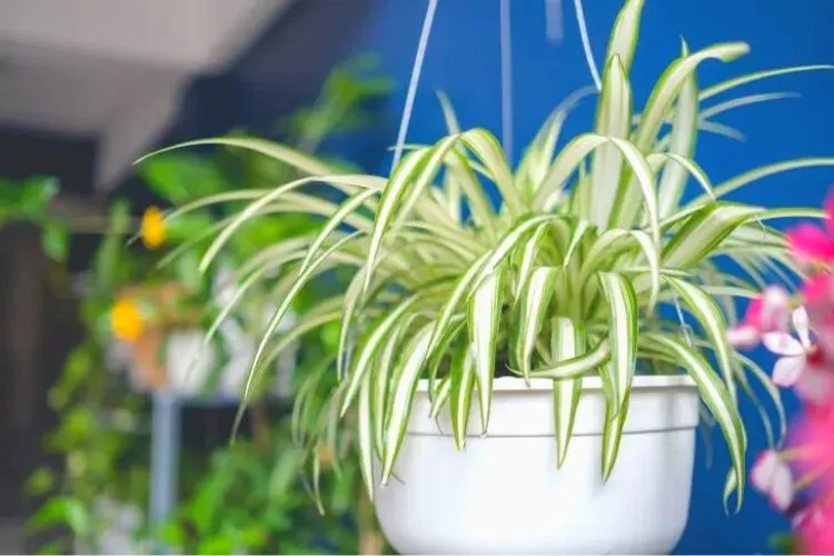 Pro tips for keeping spider plants healthy